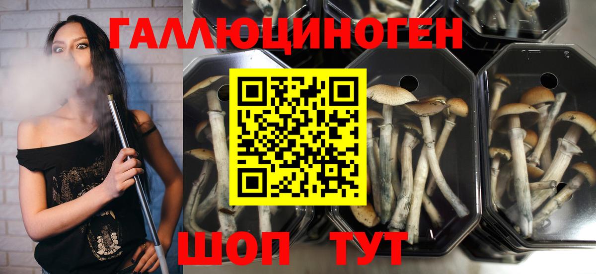 Галлюциногенные грибы Cubensis  Галлюциногенные грибы Psilocybe  Норильск  Вход с VPN 